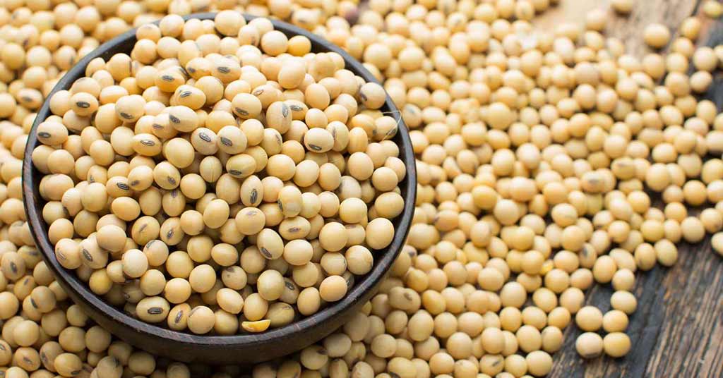 Adequate Inventory Keeps Chicago Soybean Prices Close to Two-Year Lows