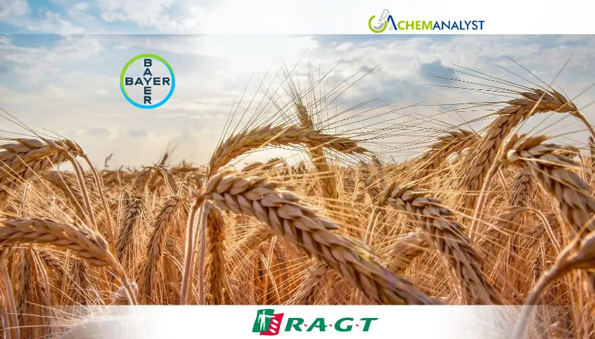Bayer Accelerates Hybrid Wheat Push with RAGT Partnership