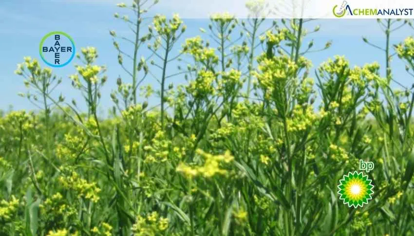 Bayer and bp Partner to Expand Camelina Production for Biofuel Feedstock