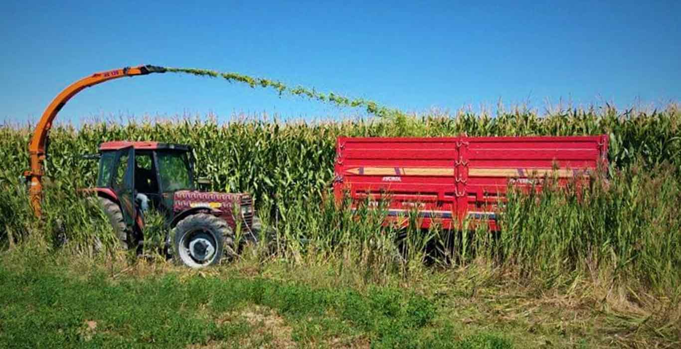 China Likely to Cancel Additional US Corn Orders as it Shifts to Cheaper Brazilian Cargoes