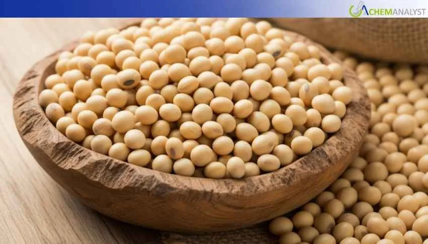 China Soy Protein Isolate Prices Rise 2.33% in January 2026, as Strong Export Demand Allows