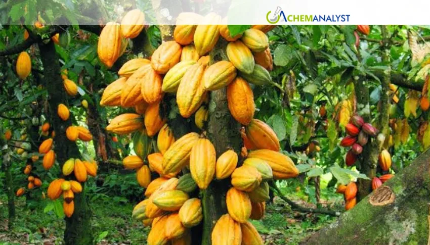 Ghana Expects 16% Drop in Cocoa Output for 2026/27 Season