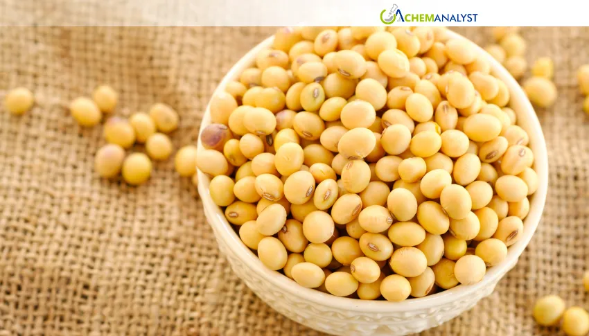 Guar Gum and Seed Prices Fall as Weak Oil Demand and Higher Supply Pressure Market