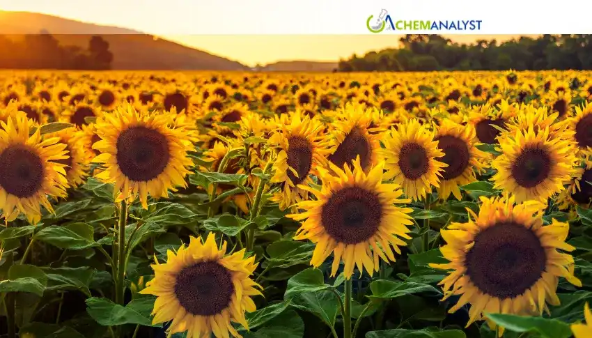 India Seeks Sunflower Oil Alternatives Amid Black Sea Disruptions
