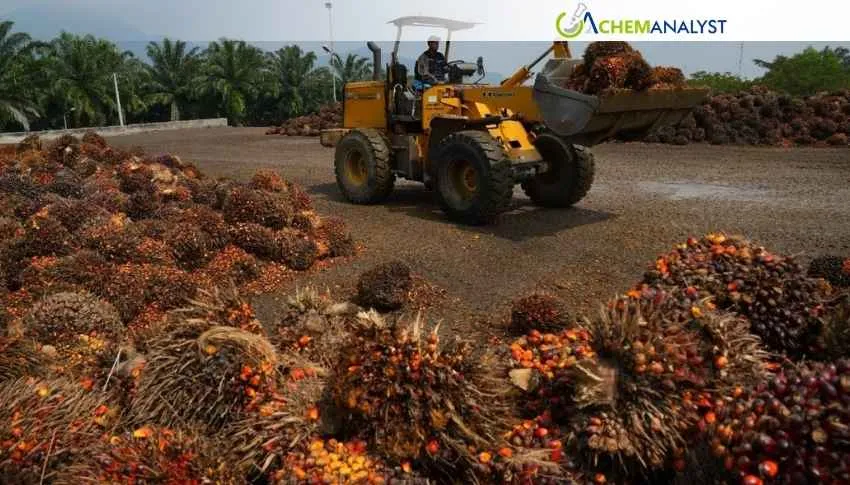 Indonesia Export Overhaul Sparks Confusion and Divides Global Palm Oil Markets
