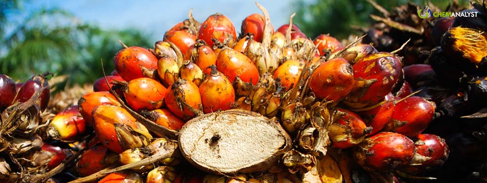 Indonesian Palm Oil Firms Warn of Food Security Risks with Biodiesel Growth