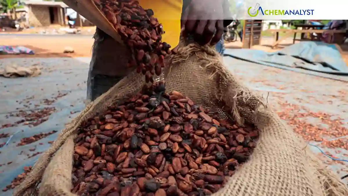 Ivory Coast Cocoa Exports Remain Strong Despite Growing El Niño Threat