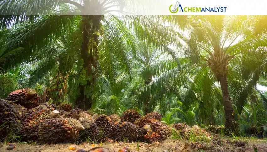 Malaysia Palm Oil Futures Fall on Weak Exports and Lower Crude Oil Prices