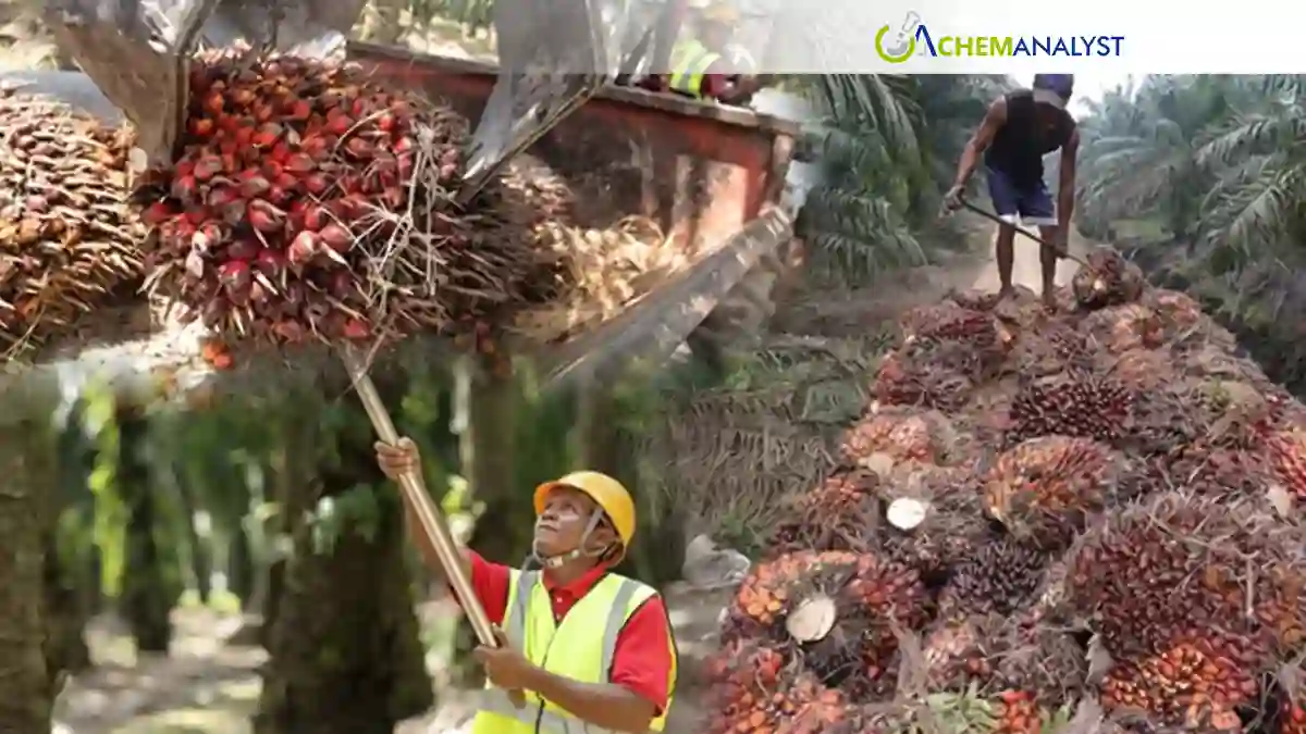Palm Oil Slips Again: Weak Crude, Rising Malaysian Output Drag Prices to Second Weekly Loss