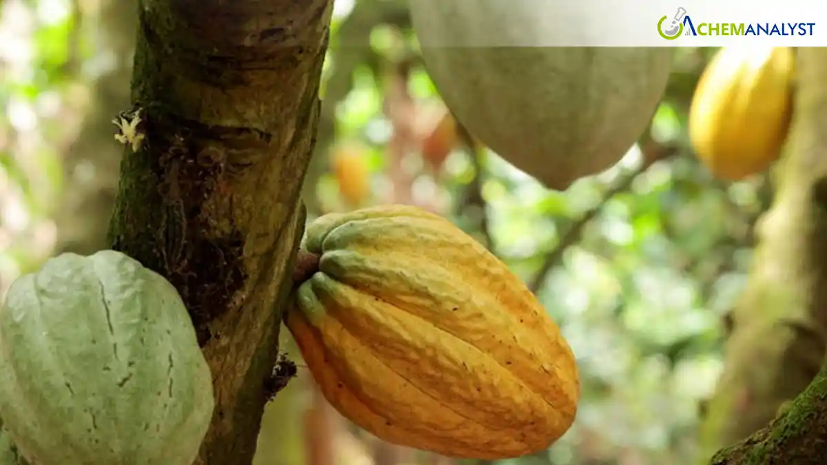 Patchy Rains Threaten Ivory Coast Cocoa Mid-Crop Output