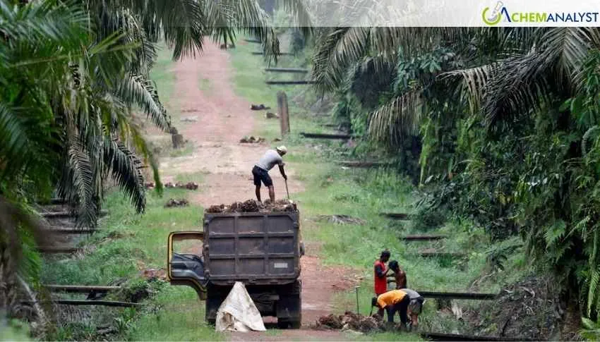 Singapore-Listed Palm Oil Stocks Rally on Rising Biodiesel Demand Momentum