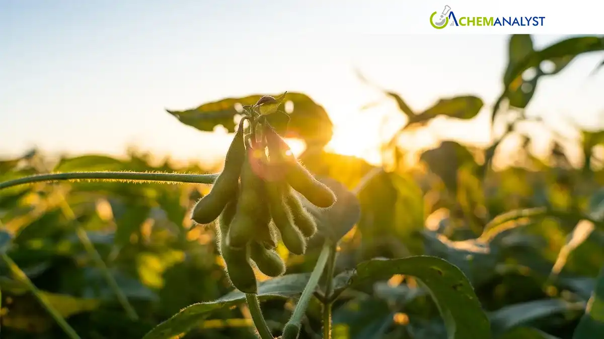 Soybean Market Faces Uncertainty Ahead of USDA Acreage Increase
