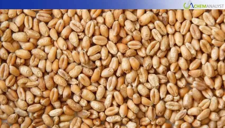 Ukraine Wheat Strengthens in January After December’s 1.7% Adjustment