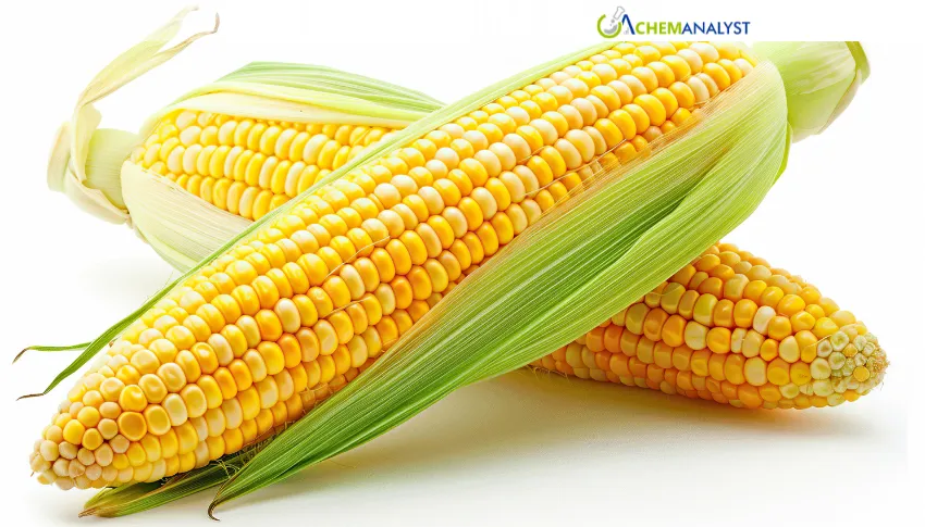 US Maize Prices Strengthen in July 2026 as Corn Belt Weather Risks Support Market