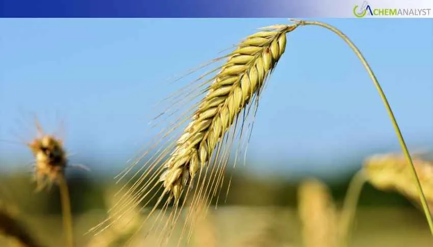 US Wheat Prices Rise 5.65% in February 2026, Here is What to Expect Next