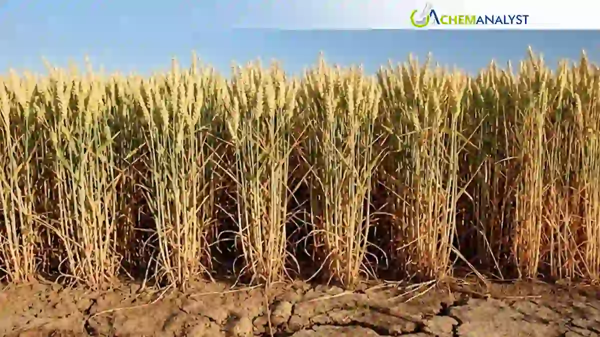 War and Drought Lift Grain Prices, Boost US Marketing Prospects