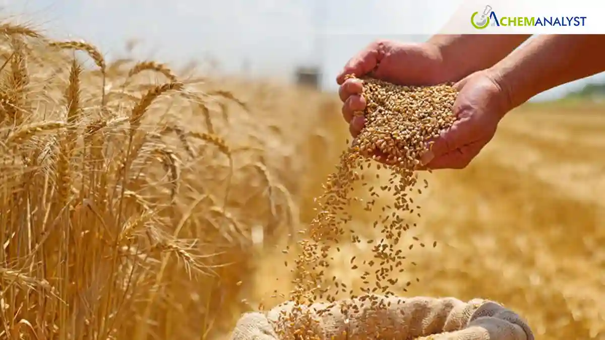 Wheat Prices Climb as US Crop Conditions Hit 30-Year Low Amid Drought